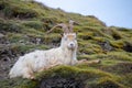 Wild Kashmiri Goat