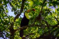 Wild Keel Billed Toucan, Ramphastos sulfuratus, Sitting in Tree Campeche, Mexico Royalty Free Stock Photo