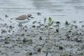 Kentish Plover on a muddy shore