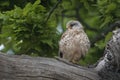 Wild Kestrel guarding nest waiting for mate to fly back