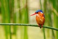 Wild Kingfisher in Africa