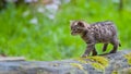 Wild kitty Royalty Free Stock Photo