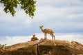 Klipspringer Antelope Royalty Free Stock Photo