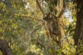 Wild Koala in Australia