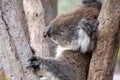 Wild koala bear in Australia sleeping in tree holding himself with his long claws Royalty Free Stock Photo