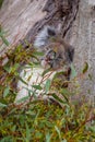 Wild koala bear sleeping in tree behind leafs in Australia