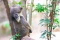 Wild Koala climbing a tree Royalty Free Stock Photo
