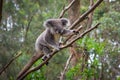 A wild Koala climbing a tree Royalty Free Stock Photo