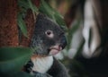 A wild Koala climbing a tree. soft focus. New South Wales, Victoria, Australia. Royalty Free Stock Photo