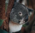 A wild Koala climbing a tree. soft focus. New South Wales, Victoria, Australia. Royalty Free Stock Photo