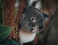 A wild Koala climbing a tree. soft focus. New South Wales, Victoria, Australia. Royalty Free Stock Photo