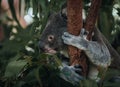 A wild Koala climbing a tree. soft focus. New South Wales, Victoria, Australia. Royalty Free Stock Photo