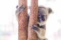 Wild Koala climbing a tree Royalty Free Stock Photo