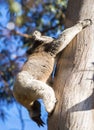 Wild Koala climbing a tree Royalty Free Stock Photo