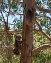 Wild Koala family with the male female and baby Koalas on an Eucalyptus tree on Kangaroo Island in Australia Royalty Free Stock Photo