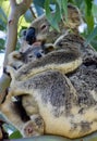 A wild koala cuddling her joey on Redlands Coast in South East Queensland, Australia