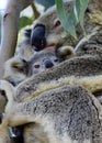 A wild koala cuddling her joey on Redlands Coast in South East Queensland, Australia Royalty Free Stock Photo