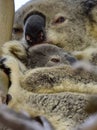 Close up of wild koala cuddling her joey on Redlands Coast in South East Queensland, Australia Royalty Free Stock Photo