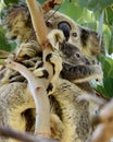 Close up of wild koala cuddling her joey on Redlands Coast in South East Queensland, Australia