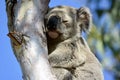 A wild koala in a gum tree in South East Queensland, Australia Royalty Free Stock Photo