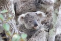 A baby koala and mother sitting in a gum tree on Magnetic Island, Australia Royalty Free Stock Photo