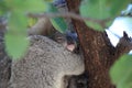 A baby koala and mother sitting in a gum tree on Magnetic Island,Australia Royalty Free Stock Photo