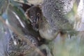 A wild Koala and its baby sitting in a tree  Queensland Australia Royalty Free Stock Photo