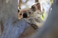 A wild Koala and its baby sitting in a tree  Queensland Australia Royalty Free Stock Photo