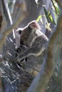A wild Koala and its baby sitting in a tree  Queensland Australia Royalty Free Stock Photo