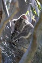 A wild Koala and its baby sitting in a tree  Queensland Australia Royalty Free Stock Photo