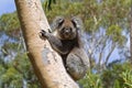 Wild koala, Kangaroo Island, Australia Royalty Free Stock Photo