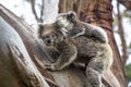 Wild koala seen along the way to Cape Otway Lightstation Melbourne Australia Great Ocean Road Royalty Free Stock Photo