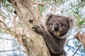 Wild koala sitting on a tree