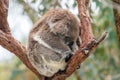 Wild koala sleeping on a tree Royalty Free Stock Photo