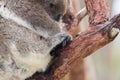 Wild koala sleeping on a tree Royalty Free Stock Photo