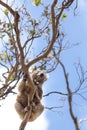 Wild koala in a tree