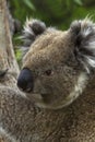 Wild Koala Turns His Head