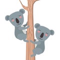 Wild koalas couple in tree