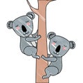 Wild koalas couple in tree