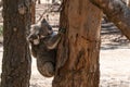 Wild Koalas on an Eucalyptus tree trunk with the mother carrying her baby koala on her back on Kangaroo island Australia Royalty Free Stock Photo