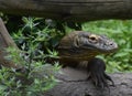 Wild Komodo Dragon Creeping Through Fallen Trees Royalty Free Stock Photo