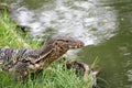 Wild komodo dragon lizard in Thailand Royalty Free Stock Photo