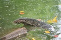 Wild komodo dragon lizard in Thailand Royalty Free Stock Photo