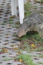 Wild komodo dragon lizard in Thailand Royalty Free Stock Photo