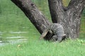 Wild komodo dragon monitor lizard in Thailand Royalty Free Stock Photo