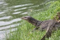 komodo dragon monitor lizard in Thailand Royalty Free Stock Photo