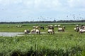 Wild konik horse herd