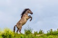 Wild horse rearing up in the Oostvaardersplassen Royalty Free Stock Photo