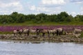 Wild Konik horses and Galloway cattle cooling down alongside the border river Meuse between the Netherlands and Belgium