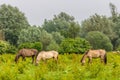 Wild konik horses grazing in meadow